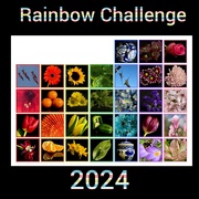31st Mar 2024 - Rainbow Challenge 2024