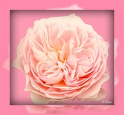 31st Mar 2024 - A pink rose.