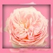 A pink rose. by beryl