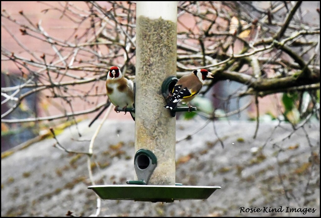 The goldfinches are back by rosiekind