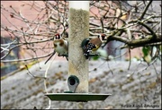 31st Mar 2024 - The goldfinches are back