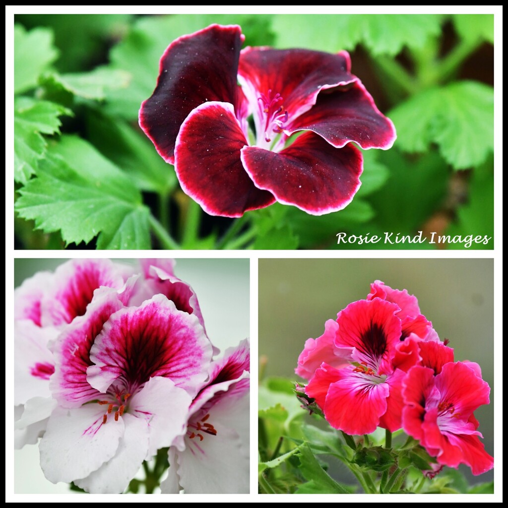Geraniums in the conservatory by rosiekind