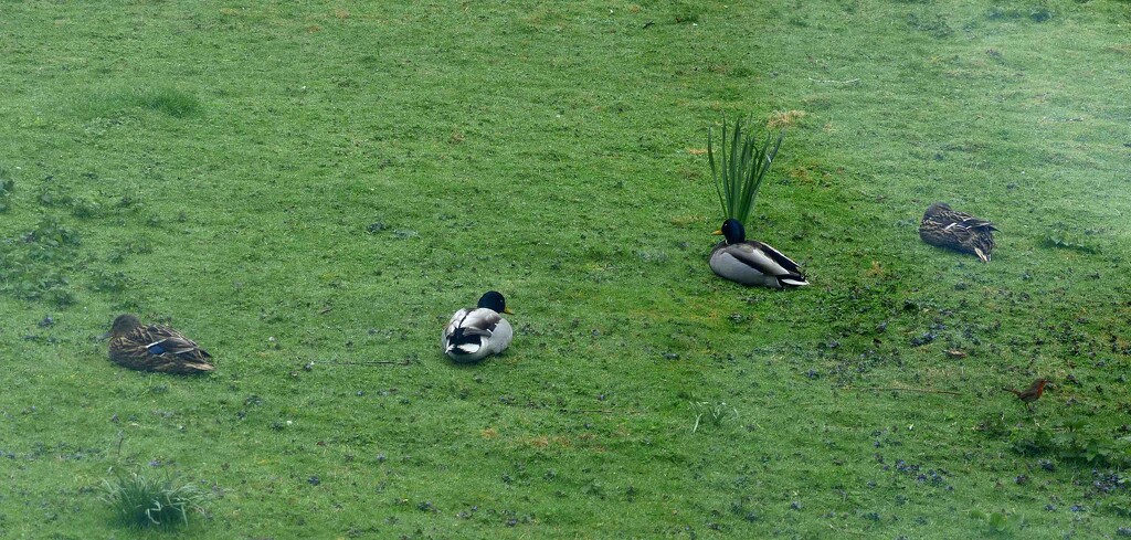 Mallards by arkensiel