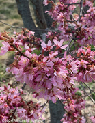 30th Mar 2024 - Spring Blooms