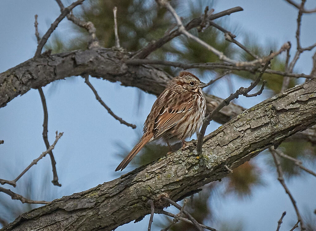 Song Sparrow by gardencat