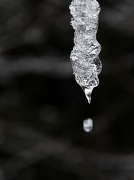 2nd Feb 2011 - Icicle Dripping
