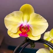 31st Mar 2024 - Orchid