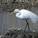 Great Egret by mccarth1