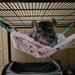 Relaxing in his hammock. by scoobylou