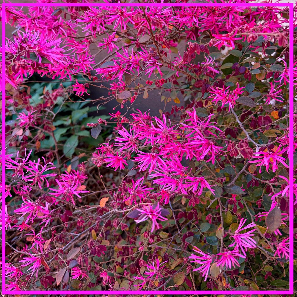 Pink Fringe Flowers by shutterbug49