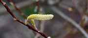 31st Mar 2024 - Willow