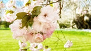 31st Mar 2024 - Cherry Blossom