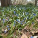 Siberian Squill by dolores