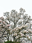 1st Apr 2024 - A tree full of flowers. 