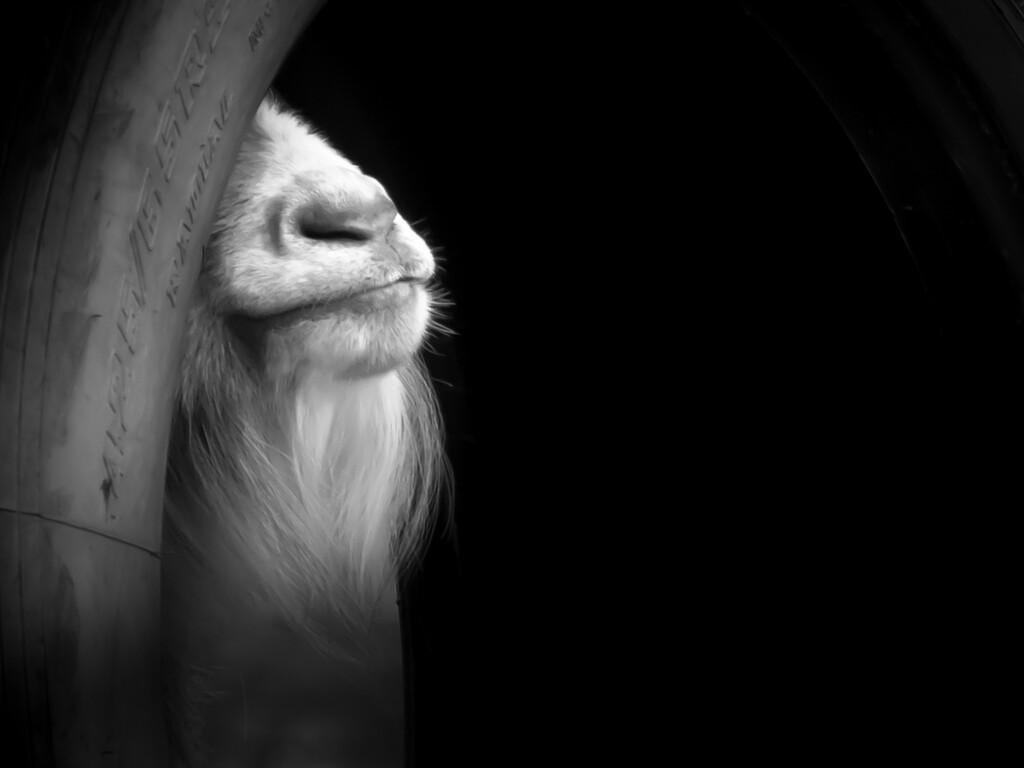 the goat's nose... by northy