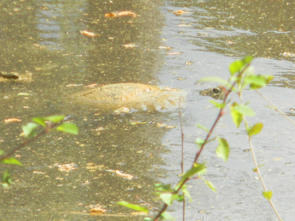 Turtle in Pond Closeup  by sfeldphotos