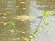 31st Mar 2024 - Turtle in Pond Closeup 