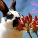 Happy Easter by k9photo