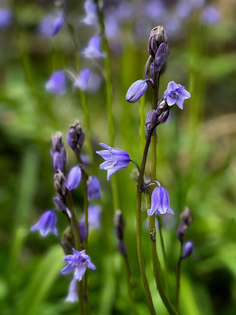 Bluebells by anncooke76