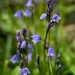 Bluebells by anncooke76