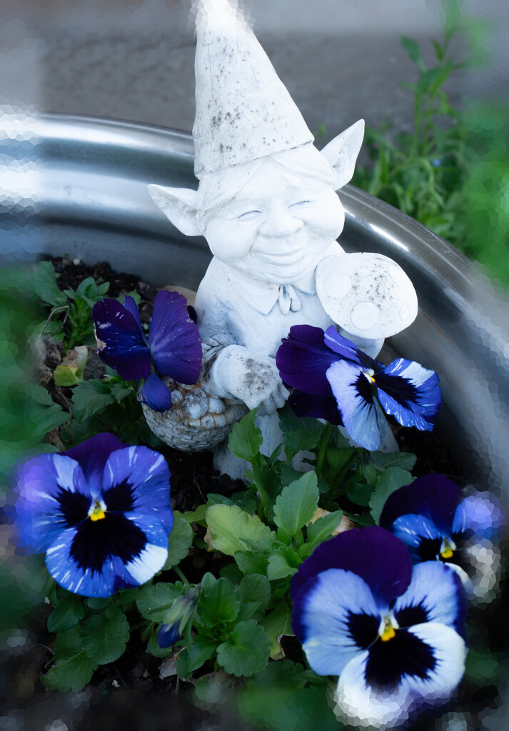 Gnome with pansies by randystreat