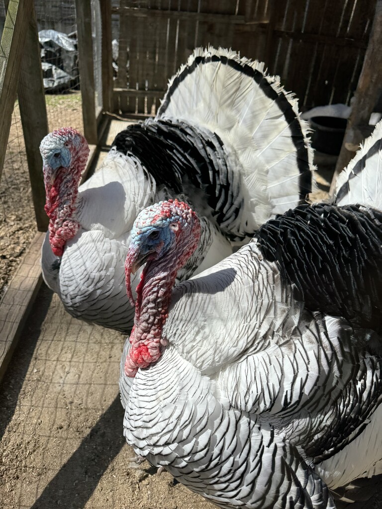 Turkeys on Patrol by blackmutts