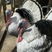 Turkeys on Patrol by blackmutts