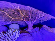 31st Mar 2024 - Coral Sea Reef Fan