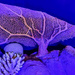 Coral Sea Reef Fan by pdulis