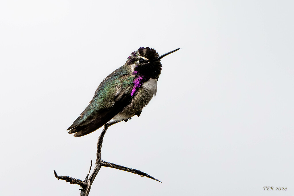 Costa's Hummingbird at Rest by taffy