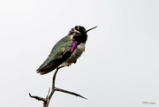 31st Mar 2024 - Costa's Hummingbird at Rest