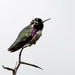 Costa's Hummingbird at Rest by taffy