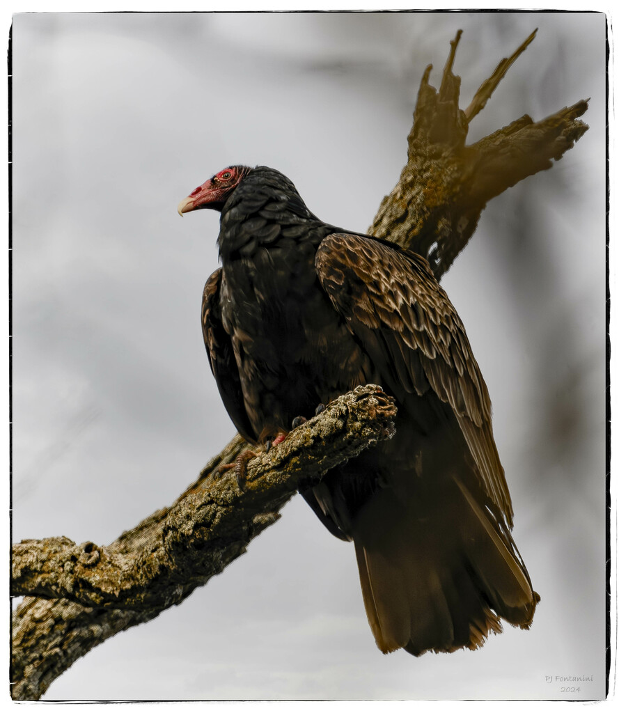 Turkey Vulture by bluemoon