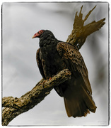 30th Mar 2024 - Turkey Vulture