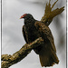 Turkey Vulture by bluemoon