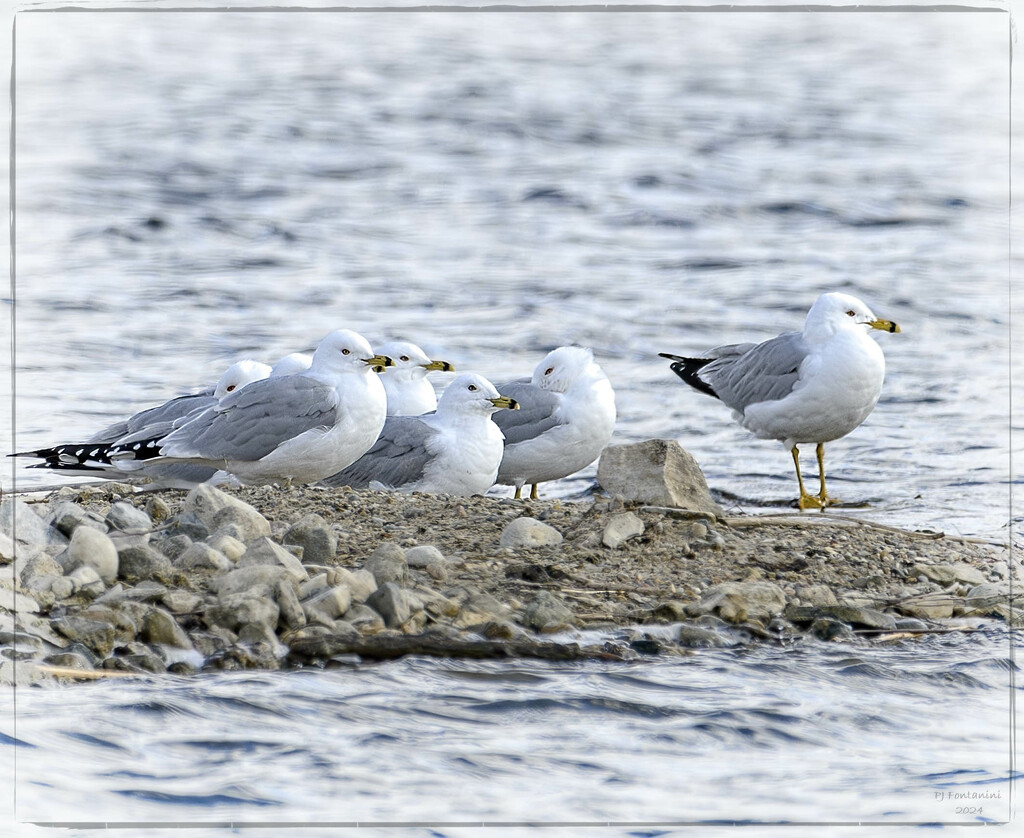 Gathering of Gulls by bluemoon
