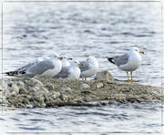 29th Mar 2024 - Gathering of Gulls