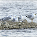 Gathering of Gulls by bluemoon
