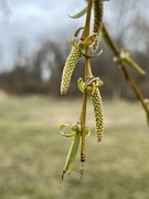 30th Mar 2024 - weeping willow catkins