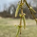 weeping willow catkins by amyk