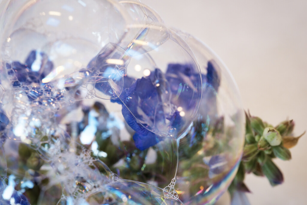 Purple flower in a bubble by dkbarnett