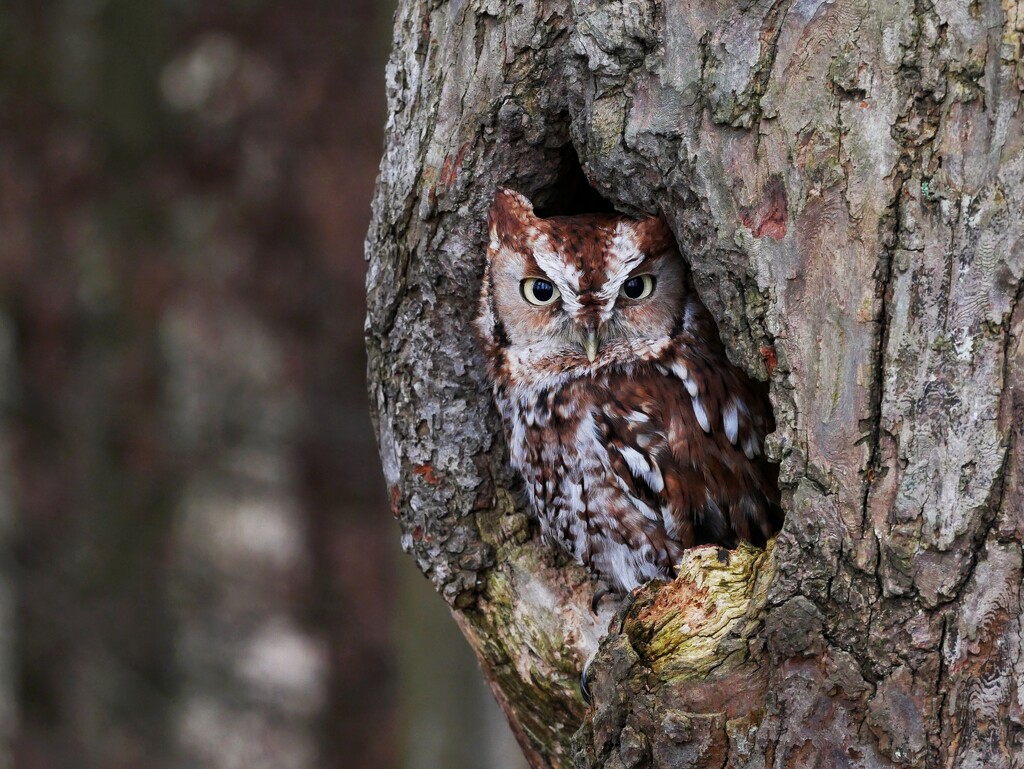 Eastern Screech Owl by ljmanning