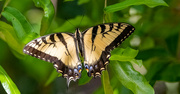 31st Mar 2024 - Eastern Tiger Swallowtail Butterfly!