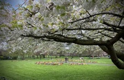 1st Apr 2024 - Kings Lynn park