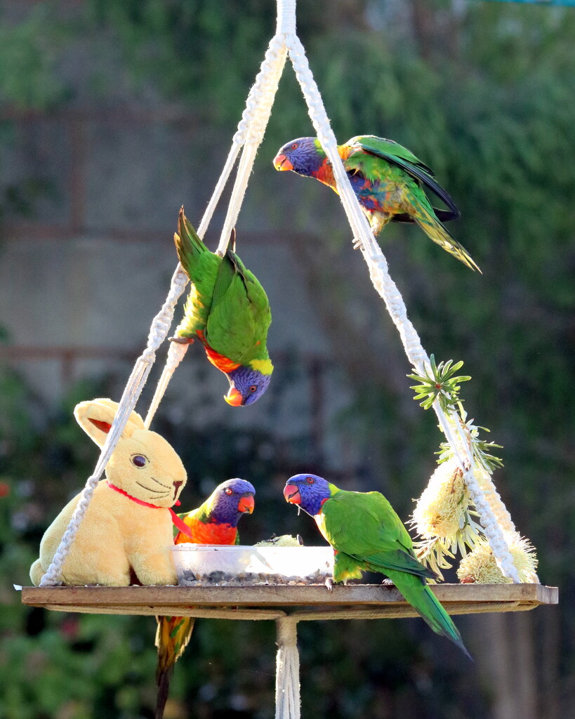 Easter feeder fun by gilbertwood