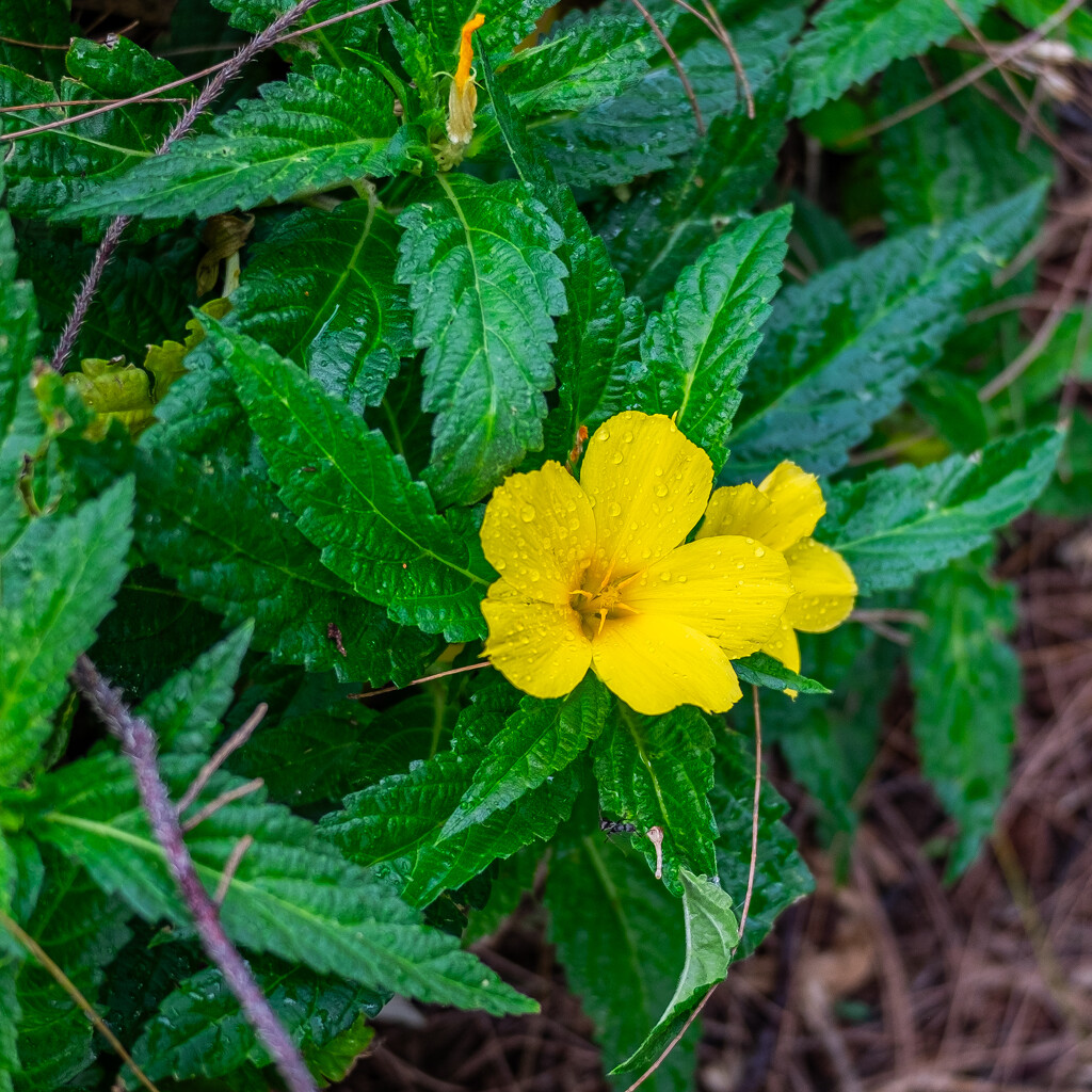 Yellow flower In The Rain. by ianjb21