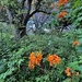 Wild azalea and park landscape by congaree
