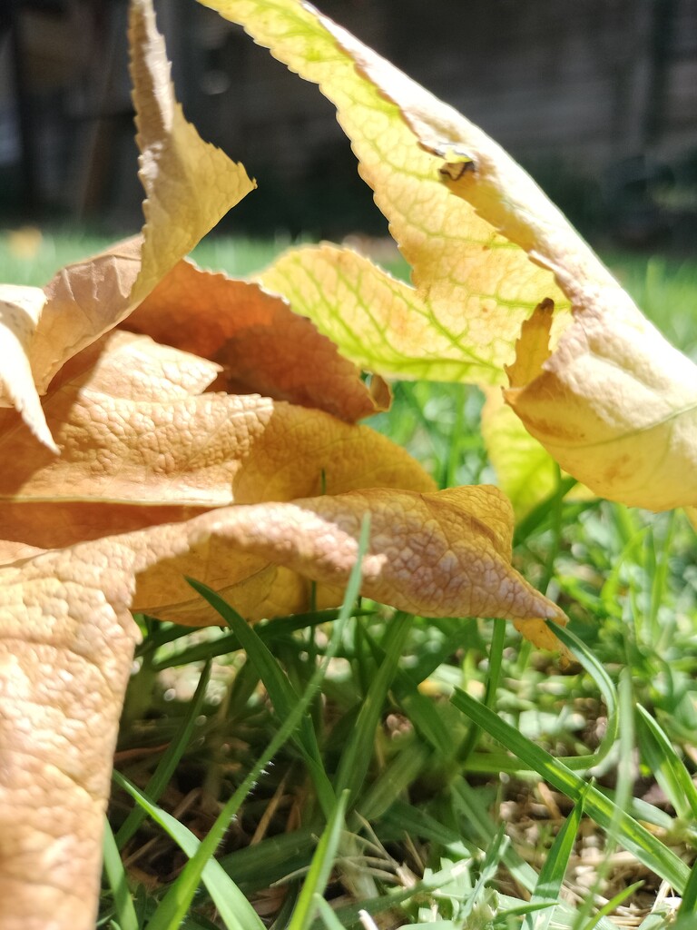 Leaves + shadow by mdry