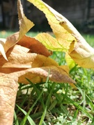1st Apr 2024 - Leaves + shadow