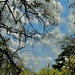 A beautiful Spring day. by congaree